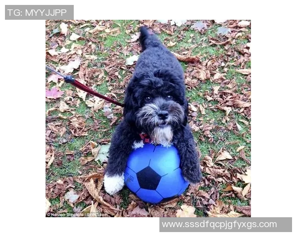 足球明星们都养了哪些宠物 这些可爱伙伴们陪伴着他们的日常生活